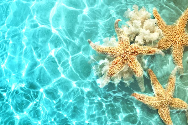 Estrella Mar Coral Playa Verano Agua Mar Fondo Verano Hora —  Fotos de Stock