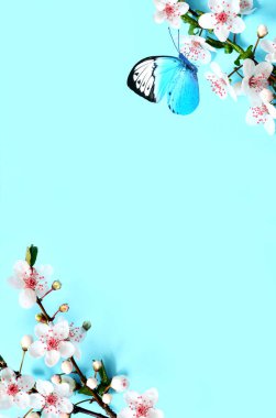 Mavi arka planda çiçekli dallar ve kelebek. Bahar konsepti.