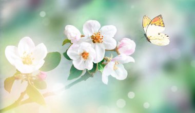 Bulanık arka planda çiçek açan dallar ve kelebek. Bahar konsepti.