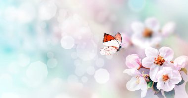 Bulanık arka planda çiçek açan dallar ve kelebek. Bahar konsepti.