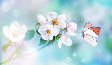 Bulanık arka planda çiçek açan dallar ve kelebek. Bahar konsepti.