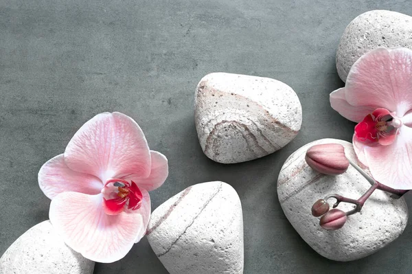 Плоска Композиція Спа Камінцями Орхідея Рожева Квітка Сірому Фоні Концепція — стокове фото