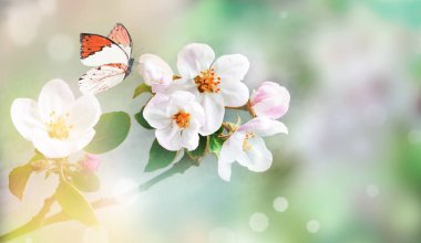 Bulanık arka planda çiçek açan dallar ve kelebek. Bahar konsepti.