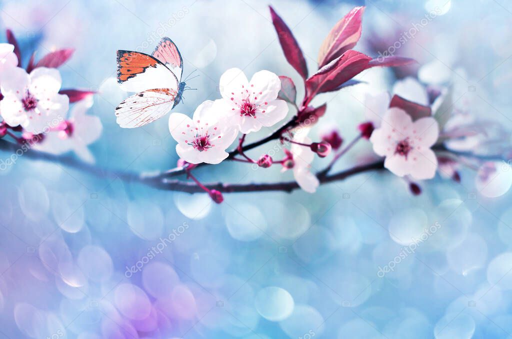 Flowering branches on a color blurry background and butterfly. Spring concept.