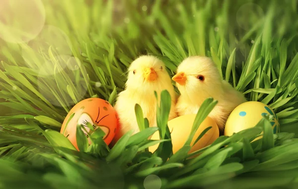 Пасхальні Яйця Курка Зеленій Траві Фон Великодня Листівка — стокове фото