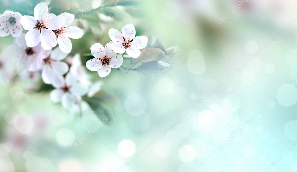 Flowering branches on a color blurry background. Spring concept.