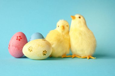 Mavi arka planda Paskalya yumurtaları ve sarı piliç. Minimum konsept. Paskalya kartı.