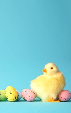 Mavi arka planda Paskalya yumurtaları ve sarı piliç. Minimum konsept. Paskalya kartı.