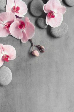Spa taşlı düz kompozisyon, gri arkaplanda orkide pembe çiçek. Spa konsepti.