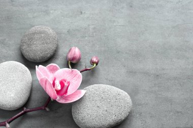 Spa taşlı düz kompozisyon, gri arkaplanda orkide pembe çiçek. Spa konsepti.