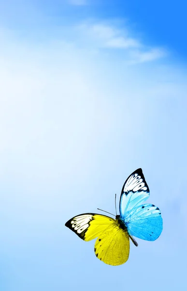 Símbolo Abstracto Bandera Ucrania Forma Mariposa Sobre Cielo Azul Concepto — Foto de Stock