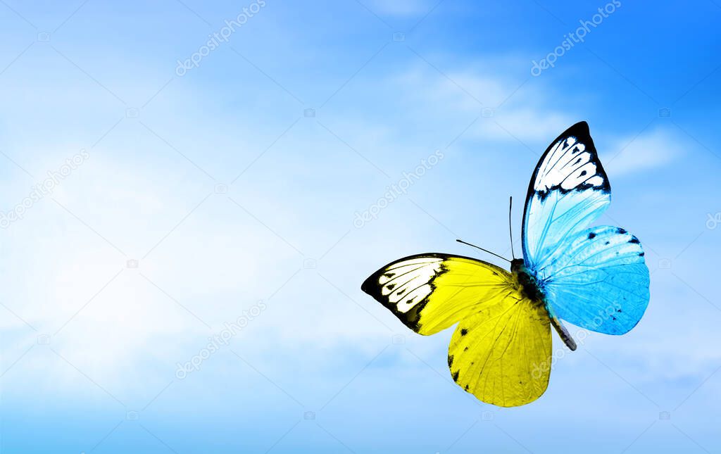 Abstract symbol of the flag of Ukraine in the shape of a butterfly on a blue sky. The concept of freedom and peace.