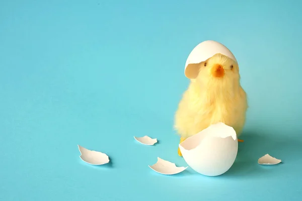 Funny Newborn Chick Broken Egg Shell Head Conceptual Scene Just — Stock Photo, Image