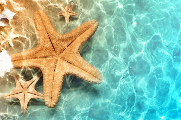 Starfish Praia Verão Água Mar Fundo Verão Hora Verão — Fotografia de Stock