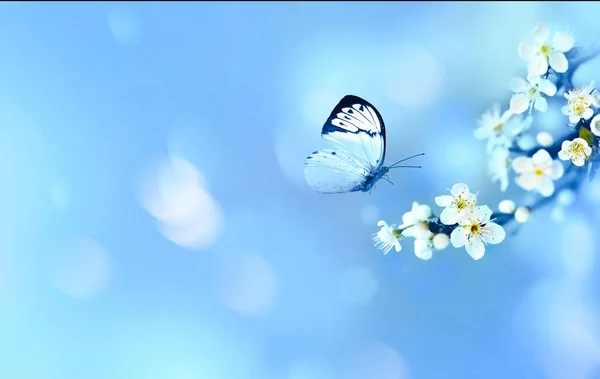 나비와 자연의 피었습니다 — 스톡 사진