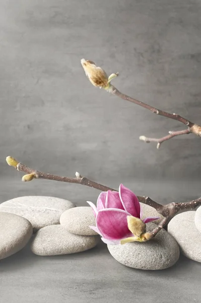 美丽的粉色木兰花在石头上 健康温泉的概念治疗心灵和身体的美丽 — 图库照片