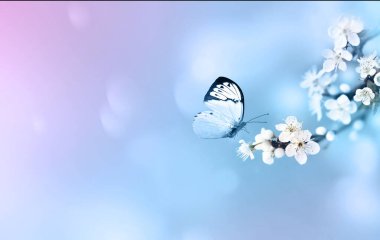 Doğanın arka planında kelebekli çiçek ağacı. Bahar çiçekleri. Bahar konsepti Bulanık arkaplan.