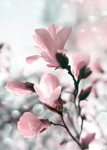 Filial Magnolia Rosa Blommande Träd Blommor Mjukt Ljus Solig Vårdag — Stockfoto