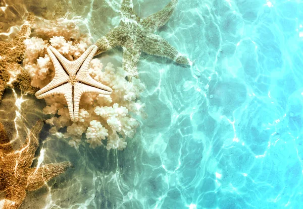 Estrella Mar Conchas Marinas Playa Verano Agua Mar Fondo Verano —  Fotos de Stock