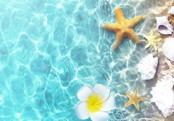 海の水で夏のビーチでヒトデや貝殻 夏の背景 夏時間 — ストック写真