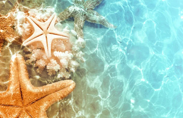 Estrella Mar Conchas Marinas Playa Verano Agua Mar Fondo Verano —  Fotos de Stock