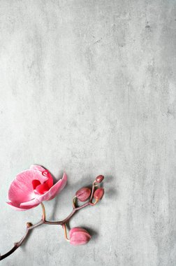 Gri arkaplanda orkide pembe çiçekli düz bir kompozisyon vardı. Spa konsepti.