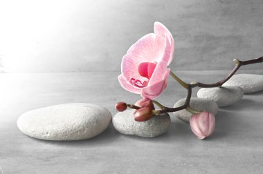 Spa taşlı kompozisyon, gri arka planda orkide pembe çiçek. Spa konsepti.