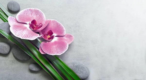 Плоска Композиція Спа Камінцями Орхідеєю Рожевої Квітки Пальмовим Листям Сірому — стокове фото
