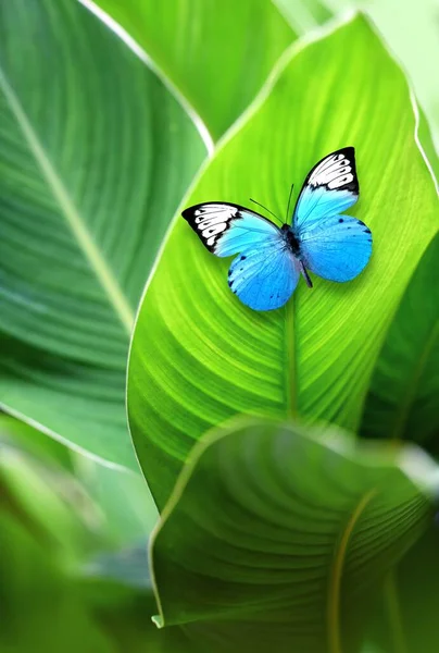 Borboleta Azul Exótica Folha Verde Como Fundo Conceito Verão — Fotografia de Stock