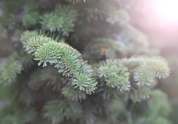 Fluffy Green Fir Tree Brunch Close Christmas Wallpaper Concept Copy — Photo