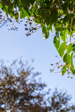 çapraz çiçek arka plan