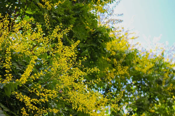 Acacia fiorita — Foto Stock