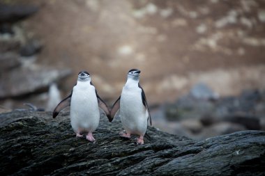 Chinstrap penguins in Antarctica clipart