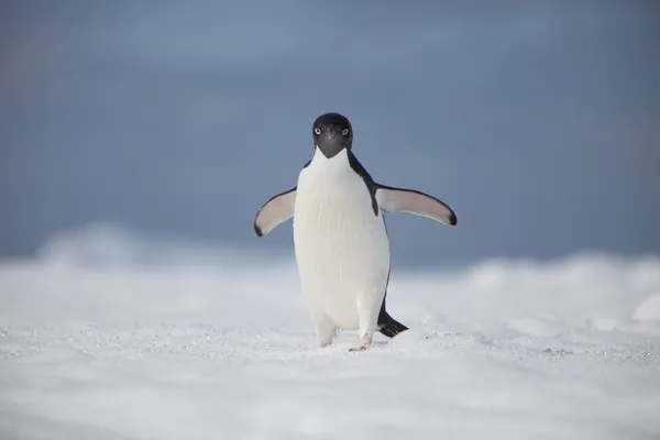 在 bergy 位行走的阿黛尔企鹅 — 图库照片
