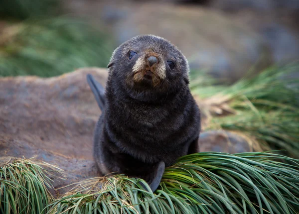 Un curioso cucciolo di foca abete in Antartide — Foto Stock