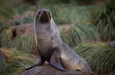 Fur Seal clipart