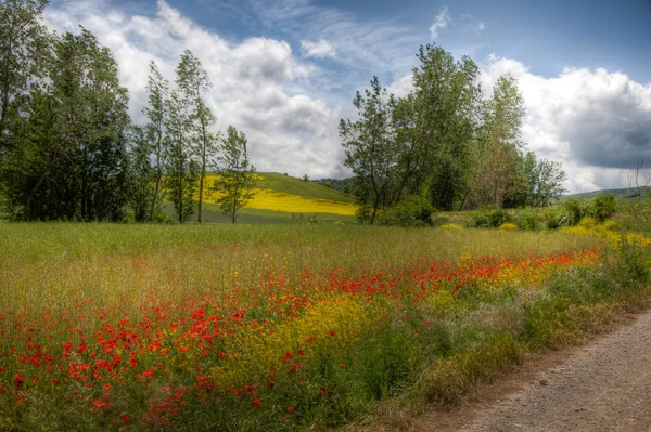 Poppies On The Camino — Stock Photo, Image