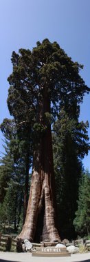 Sequoia national park - Kaliforniya