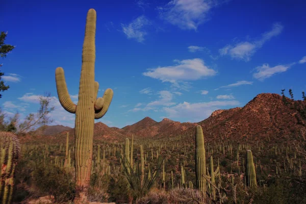 Saguaro εθνικό πάρκο - Αριζόνα — Φωτογραφία Αρχείου