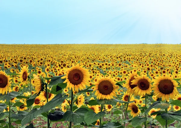 Sunflower Field — Stock Photo, Image