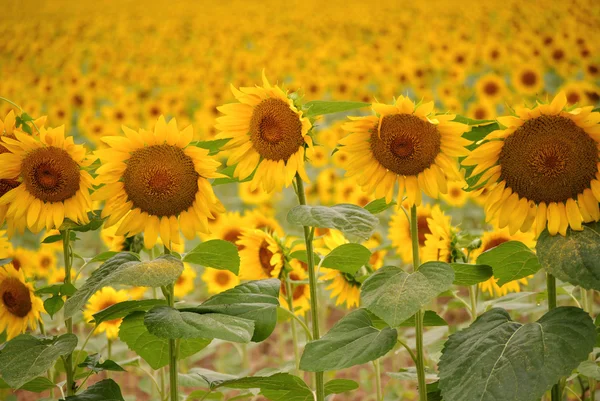 Row of Sunflowers — Stock Photo, Image