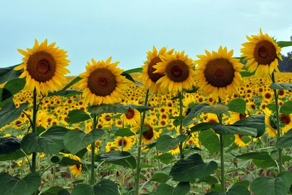 Row of Sunflowers — Stock Photo, Image