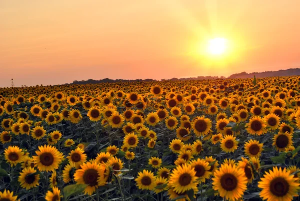 Sunflower Field — Stock Photo, Image