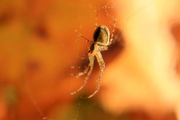 Spider net — Stock Photo, Image