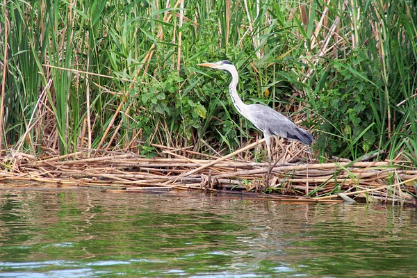 Der Reiher — Stockfoto