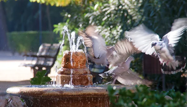 The fountain of doves — Stock Photo, Image