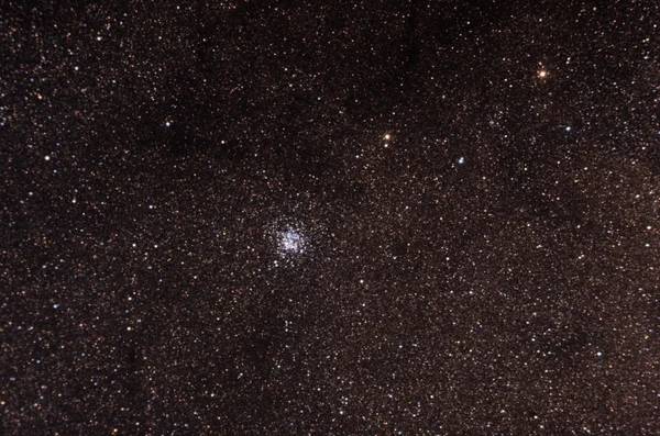 Wilde eendcluster ster — Stockfoto