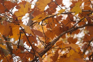 sonbahar yaprakları