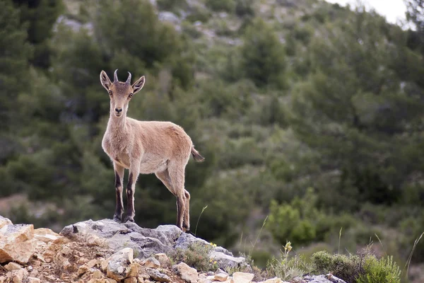 Een hert in nerpio — Stockfoto