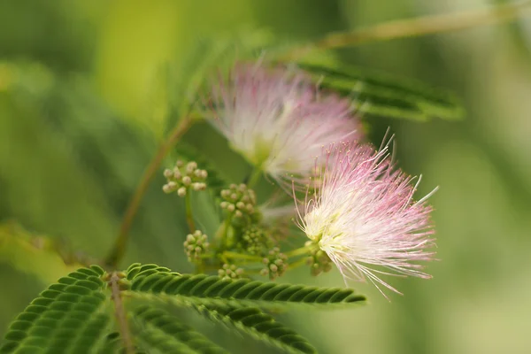 Flovers — Stock Fotó